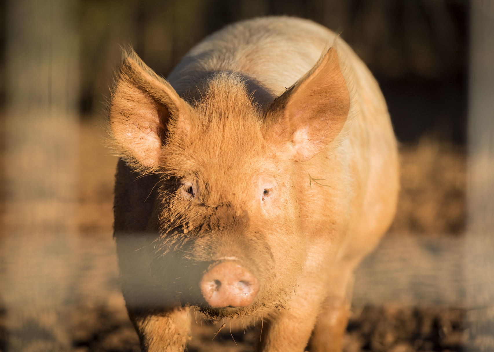 Pigs